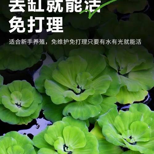 浮萍水草植物圆心鱼缸净化造景水质庭院养鱼
