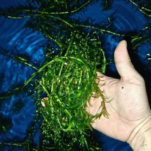 好养的蜈蚣草净化水质能力强易养活新手懒人无需换水增氧躲避水草