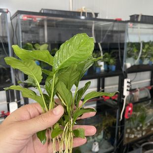 小水榕水草山涧榕活体阴性新手水草沉木造景净化水质增氧迷你榕