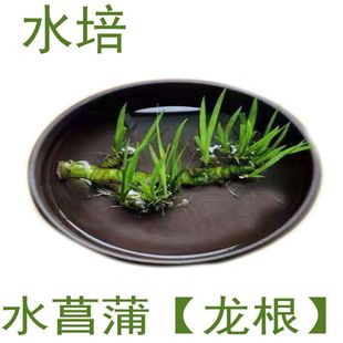 龙根菖蒲盆景龟景植物石苔藓绿植养水草四季 盆栽水培草微景观植物