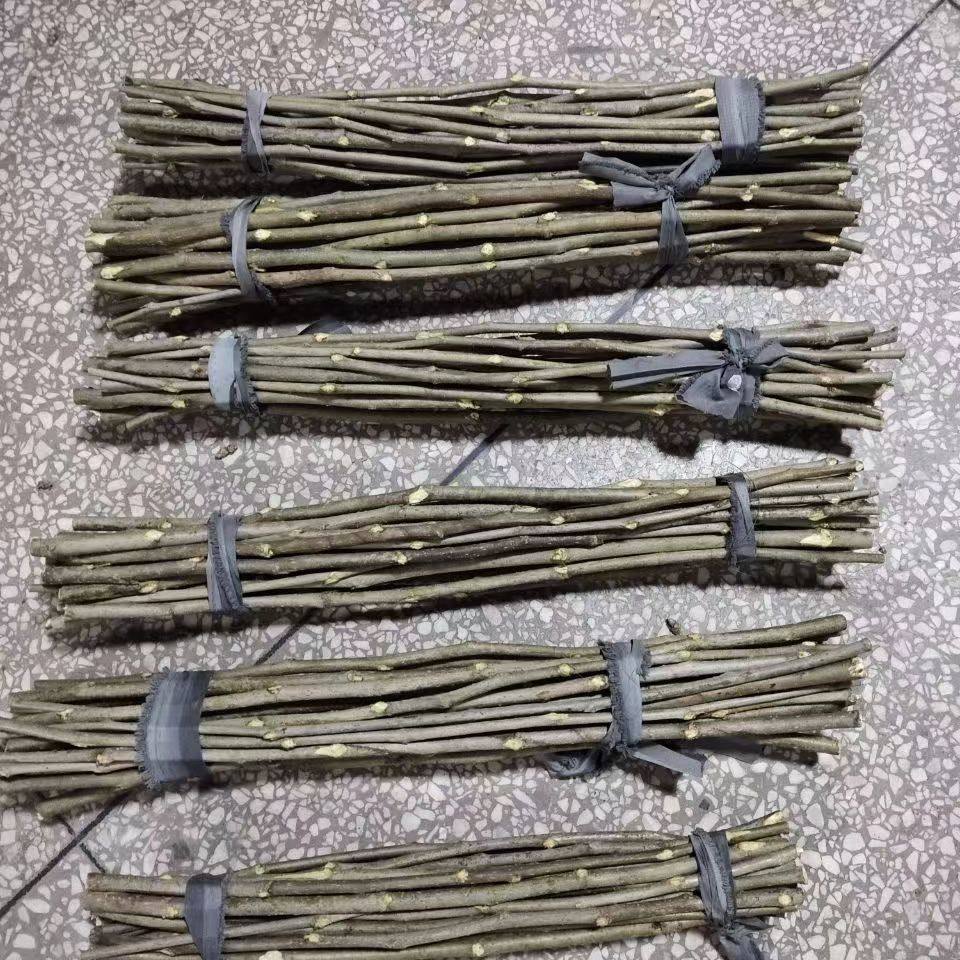 农家野生新鲜桑树枝桑木棒全身敲击放松神器肩颈背部拍打原木桑枝