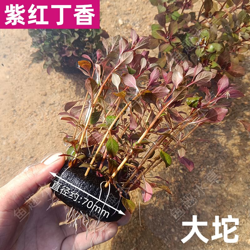 大小坨紫红丁香陀草净化水质后景好养入缸成景造景水草无需co2