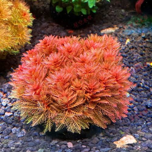 红羽毛水草坨草组合水下懒人淡水红色鱼缸造景植物增氧新手后景