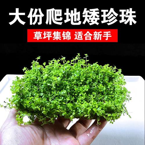 爬地矮珍珠前景草迷你牛毛天湖荽南美草坪汤勺萍造景增氧新手水草