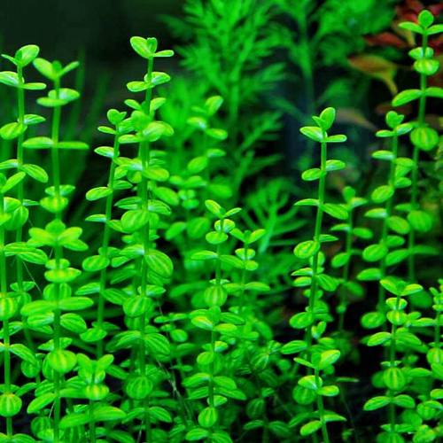 西瓜对叶小对叶阴性水草活体植物中后景鱼缸装饰造景淡水