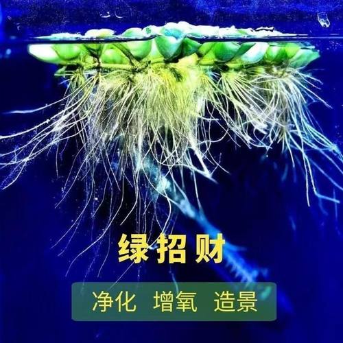 净化水质懒人水草组合鸿运单头绿招财金钱兜水培水生植物鱼缸净化