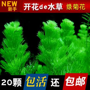 绿菊花活体真水草鱼缸水族箱松尾红菊造景淡水增氧植物阴性后景草