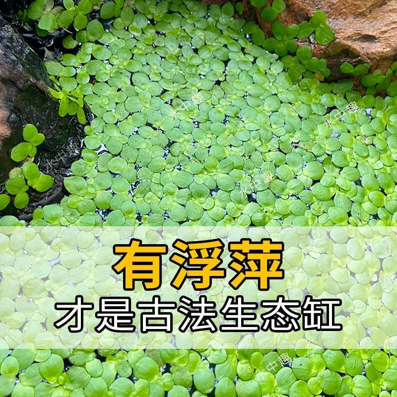 紫背芝麻浮萍养鱼养龟宠物天然水生植物鱼缸造景水草净化水质水草
