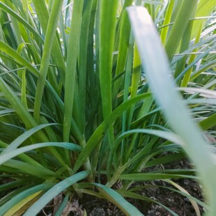 汇峰农场安心头茬韭菜净重2斤和3斤（±2两）新鲜现割京东