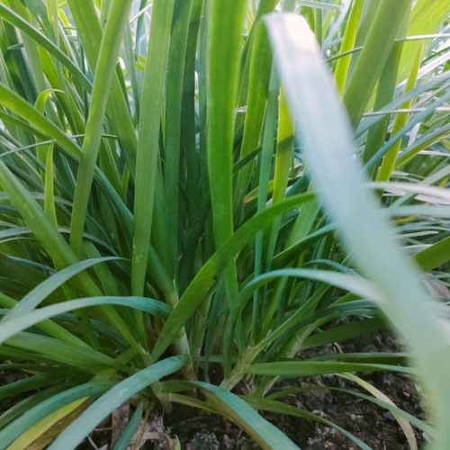 汇峰农场安心头茬韭菜净重2斤和3斤（±2两）新鲜现割京东