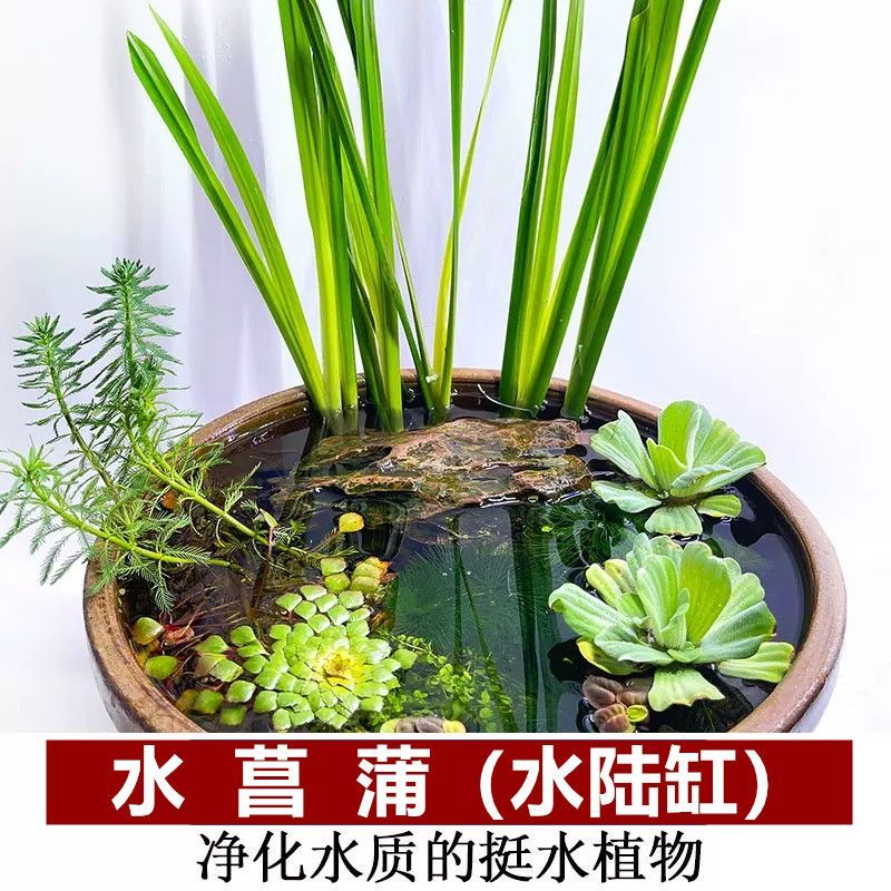 水菖蒲陆缸造景水草植物古法养鱼缸乌龟生态净化水质金边长叶水养