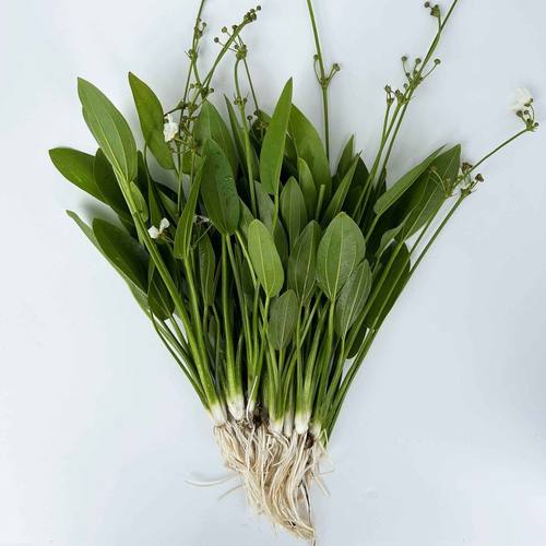 阿根廷皇冠水草净化水质热带鱼缸生态造景水培绿植基地直发