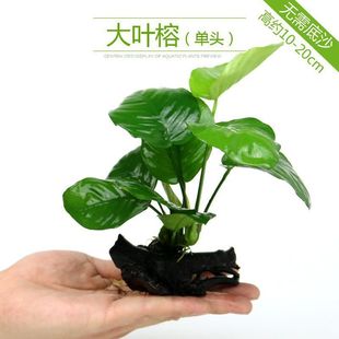 鱼缸懒人水草真植物水榕沉木莫斯水草种子水族箱生态造景装 饰净水