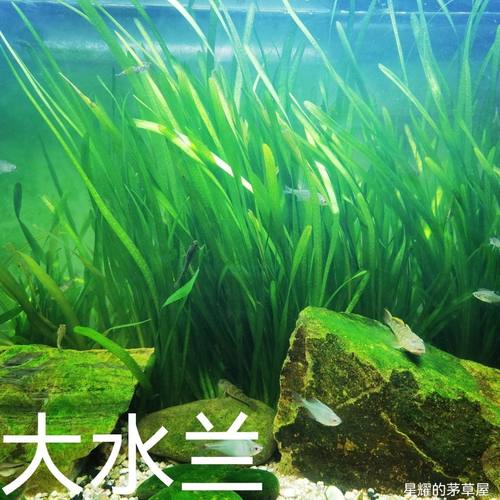 大水兰水草水培北美水兰鱼缸造景活体老根冷水有茎类懒人水草