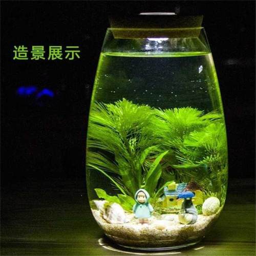 好养耐活真水草植物绿菊鱼缸水草造景九冠绿菊