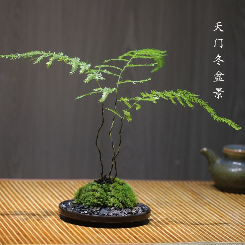 小天门冬盆景苔藓球植物室内y桌面好养四季常青耐阴净化空气绿植