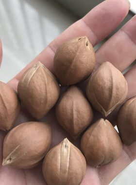 橄榄核原籽饱满短圆核近正圆光珠佛串念珠双面罗汉梅林铁核红油核