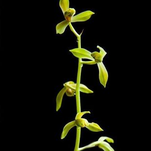 【冯达锋国兰】样品兰花苗蕙兰：荡字