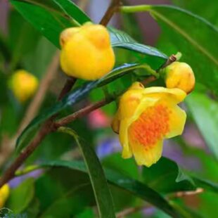 精品名贵金茶花苗带花苞发货广西防城港金花茶别墅庭院专用茶花树