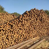 杉木桩松木桩河道打桩木桩驳岸护坡木桩打桩圆木松木杉木支撑杆