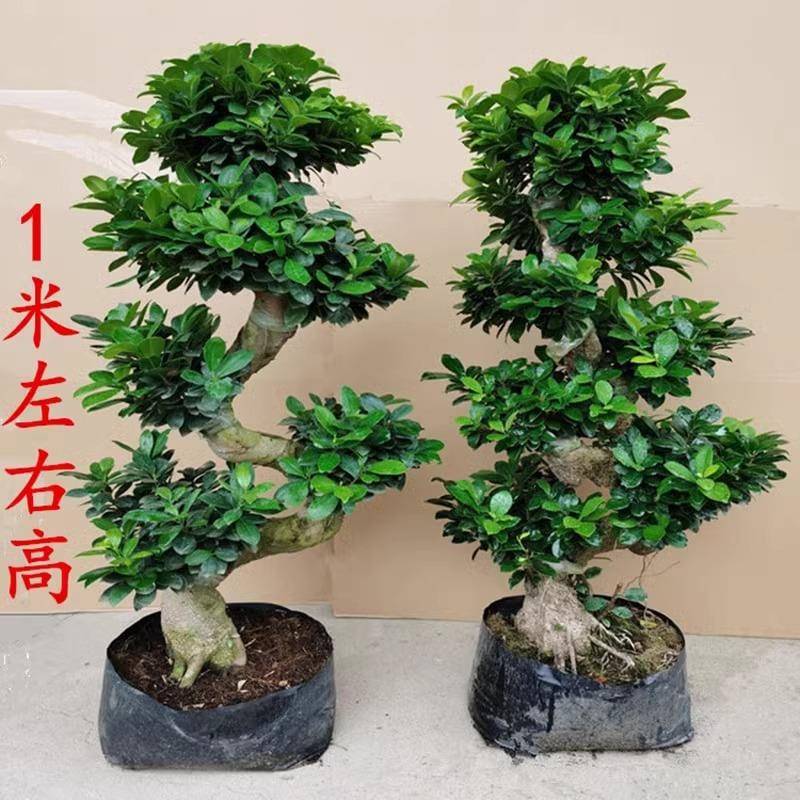 小叶榕树盆栽S造型榕树四季常青好养绿植室外庭院阳台观茎植物