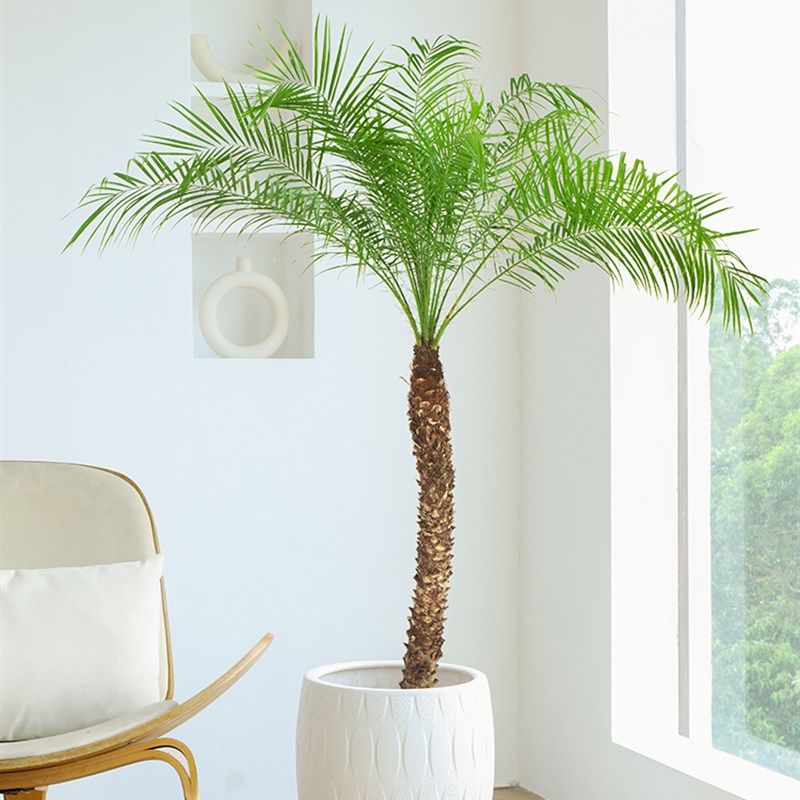 针葵盆栽椰子树室内大型客厅绿植刺葵棕榈树室外阳台热带植物庭院