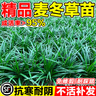 麦冬草苗日本矮麦冬草苗玉龙草庭院草坪绿化细叶金边耐寒地被植物