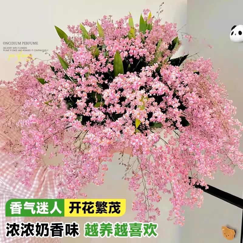 香水梦香兰文心兰盆栽带花苞精品四季耐寒鲜花卉室内阳台好养绿植