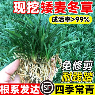 日本矮麦冬草玉龙草庭院草坪绿化地被植物细叶金边耐寒小麦冬草苗