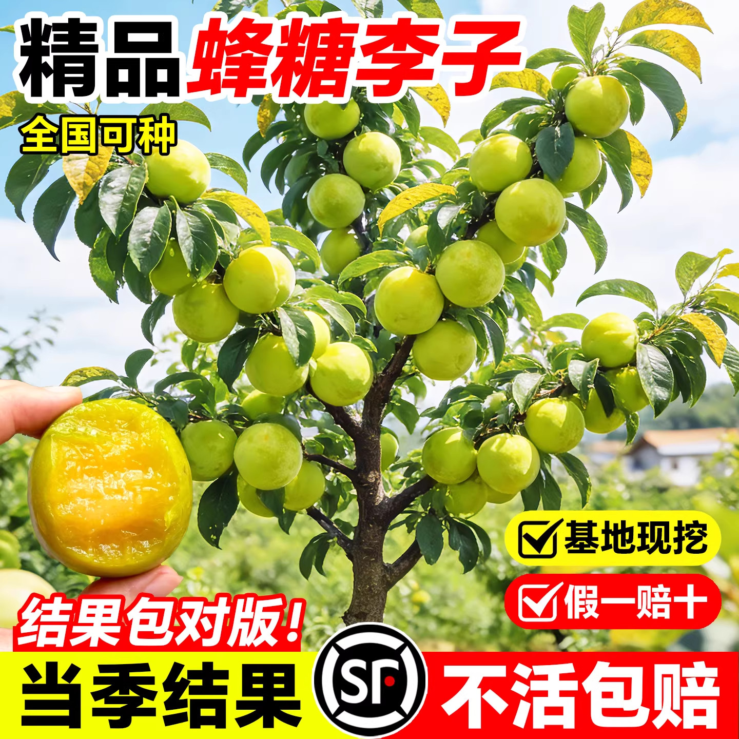 蜂糖李子树苗贵州六马三华新品种