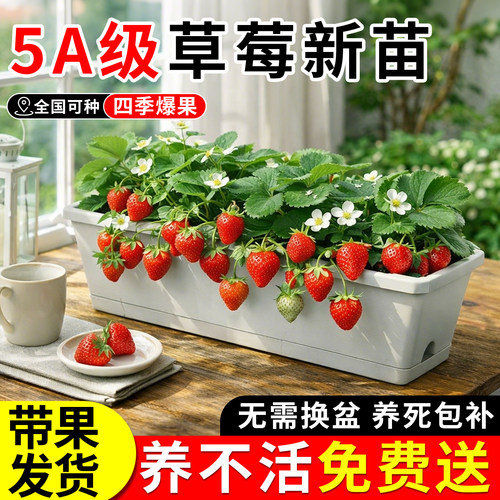 【万亩基地直发】草莓新苗包对版
