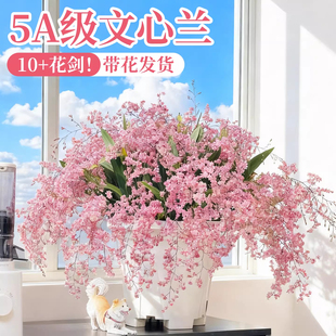 文心兰带花苞盆栽香水梦香兰室内开花卉植物阳台兰花耐寒绿植秋冬