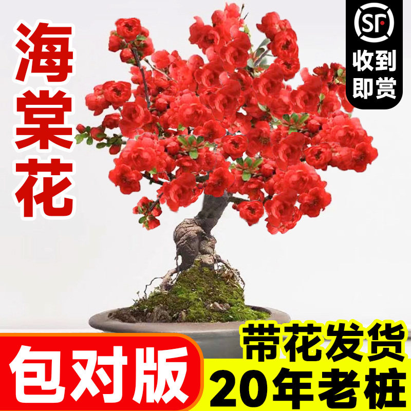 垂丝海棠花真花盆栽鲜花盆景老桩花卉植物室内花绿植四季开花树苗图片