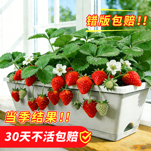 草莓盆栽带果黑珍珠玄玉奶油四季草莓苗秧室内阳台绿植果树苗批发