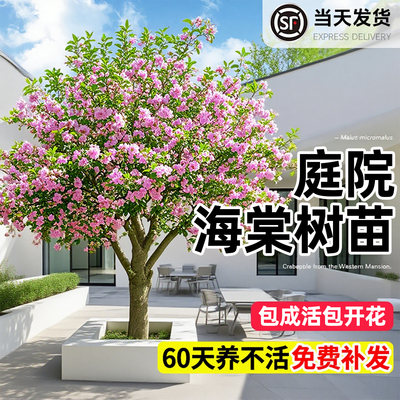 【庭院专用】别墅地栽海棠树苗