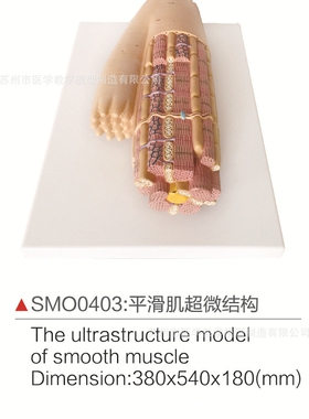 SMDD0403平滑肌超微结构