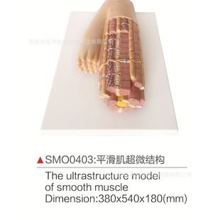 SMDD0403平滑肌超微结构