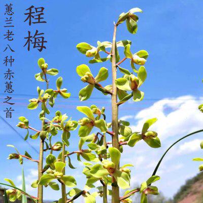 蕙兰程梅老八种自然种植国兰花带苞大对版荷瓣红奇素壮苗出艺草浓