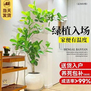 孟加拉榕客厅盆栽大花盆旺宅绿植室内大型好养真树黄金榕落地植物