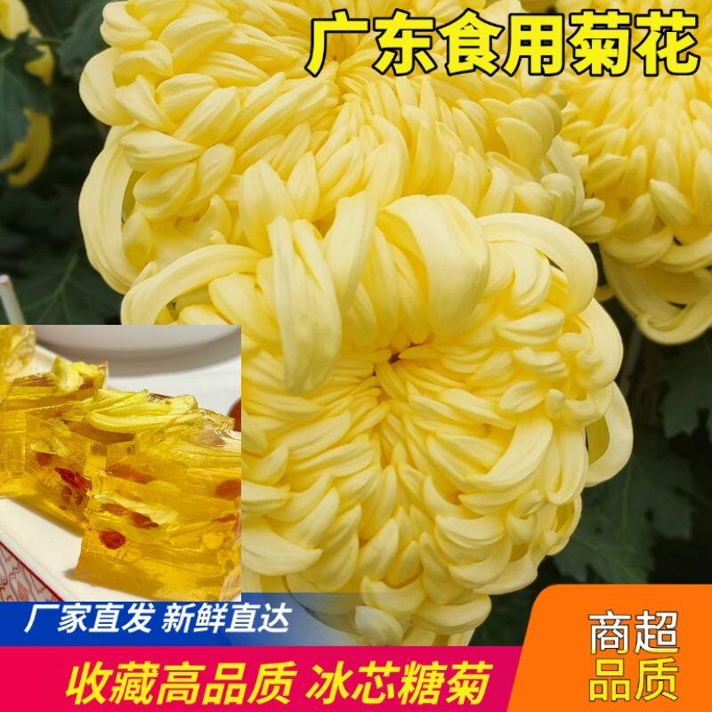 【爆款团购】新鲜食用菊花可生吃稀有糖心菊沙拉蔬菜酒楼高端食材