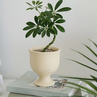 植物私生活 桌面鹅掌藤鸭脚木 办公室卧室情绪氛围新手好养小盆栽