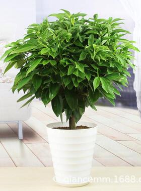 大型绿植平安树盆栽客厅幸福树四季常青绿色植物花卉办公室盆栽