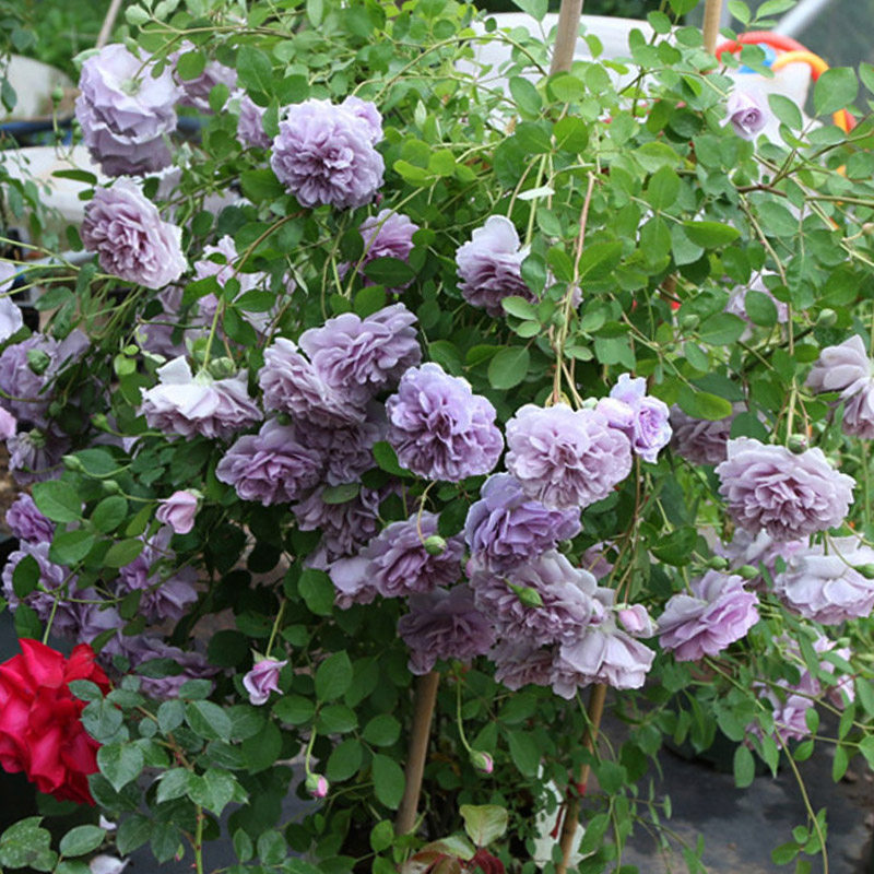 蓝色阴雨棒棒糖树状月季花树苗特大花玫瑰四季阳台庭院浓香可垂吊