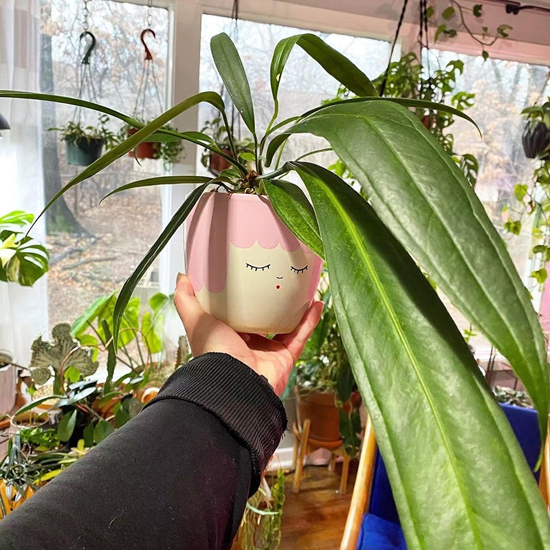 维塔领带花烛贝克m利火鹤后网红热植室内绿植盆栽植迷者