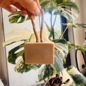 Pearly Luster 野玫瑰润肤皂绵密泡沫不刺激改善干燥起皮深层清洁