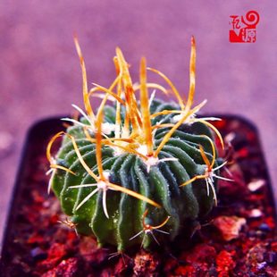 振武玉 强刺 实生2.5厘米 多棱球属 仙人球