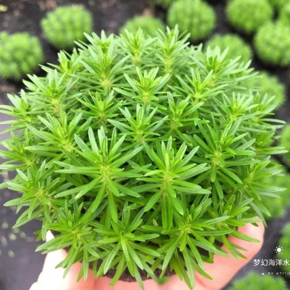 淡水鱼缸活体懒人造景水草中后景坨草南美小百叶草水下叶入门