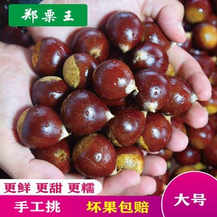 25年福建建瓯锥栗子高山油椎圆尖栗生板栗新鲜栗生油毛栗精品饱满