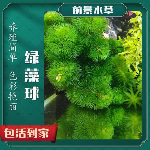 绿藻球莫斯球造景鱼缸装饰水草活体海藻生态球生态瓶绿澡球水藻球