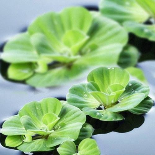 水芙蓉水培植物净化水质水葫芦养龟鱼缸水草浮萍水养小绿植铜钱草